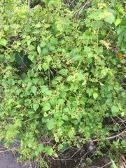 Ampelopsis glandulosa hancei