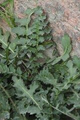 Brassicaceae