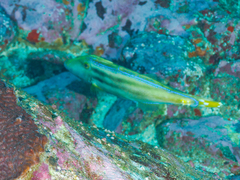 Meuschenia trachylepis