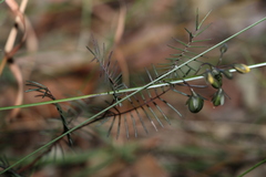 Gompholobium pinnatum