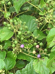 Ampelopsis glandulosa hancei