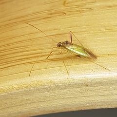 Creontiades pallidus