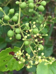 Ampelopsis glandulosa hancei