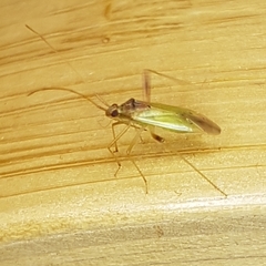 Creontiades pallidus
