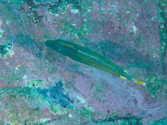 Meuschenia trachylepis