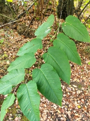 Reynoutria sachalinensis
