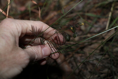 Gompholobium pinnatum