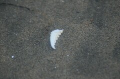 Metacarcinus magister