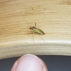 Creontiades pallidus