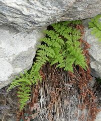 Cystopteris fragilis