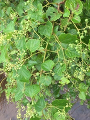 Ampelopsis glandulosa hancei