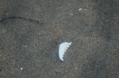 Metacarcinus magister