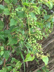Ampelopsis glandulosa hancei