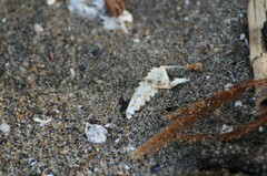 Metacarcinus magister