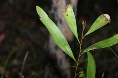 Hakea florulenta
