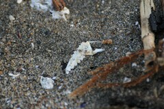 Metacarcinus magister