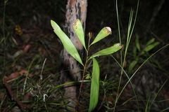 Hakea florulenta