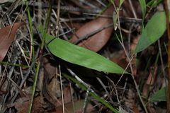 Hakea florulenta