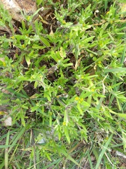 Melampodium sericeum