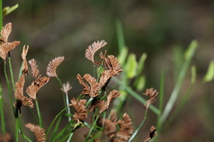 Schizaea bifida