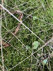 Calliergonella cuspidata