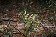 Schizaea bifida