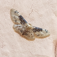 Idaea filicata