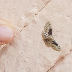 Idaea filicata