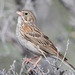 Vesper Sparrow - Photo (c) greglasley, some rights reserved (CC BY-NC), uploaded by Greg Lasley