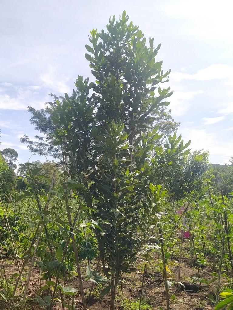 Bauplenut (Macadamia integrifolia)