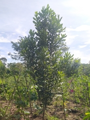 Macadamia integrifolia