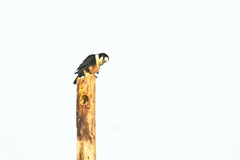 Microhierax latifrons