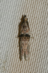 Nephopterix angustella