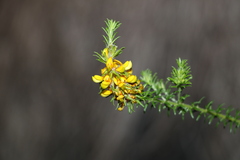 Phyllota phylicoides