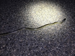 Lampropeltis splendida