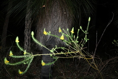 Phyllota phylicoides