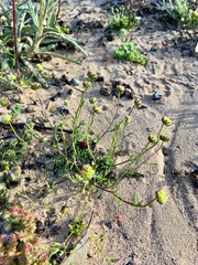 Brachyscome lineariloba