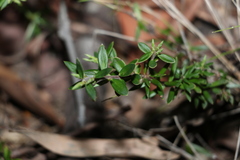 Acrotriche aggregata