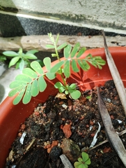 Phyllanthus urinaria