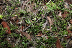 Acrotriche aggregata