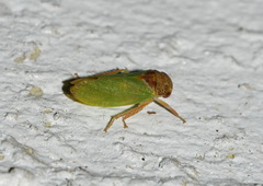 Iassus lanio