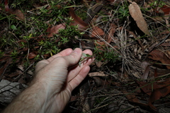 Acrotriche aggregata