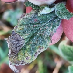 Puccinia menthae