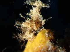 Neogastropoda