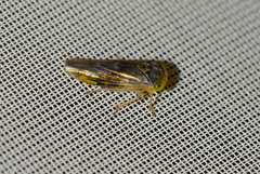 Idiocerus stigmaticalis