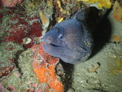 Muraena helena