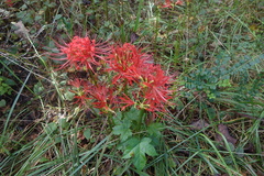 Lycoris radiata