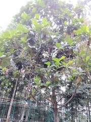 Artocarpus altilis
