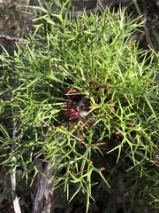 Isopogon ceratophyllus
