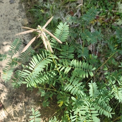Tephrosia virginiana